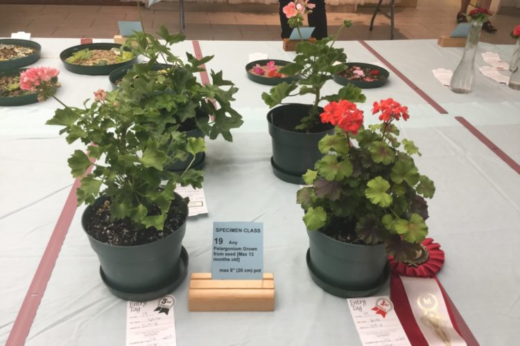Cat. 19 Any Pelargonium grown from seed